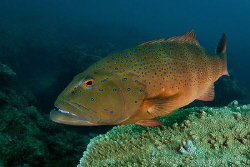 Coral Trout.  Ningaloo Reef, Western Australia.  Canon 50... by Ross Gudgeon 